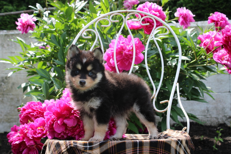 puppy, for, sale, Pomsky, Matthew B. Stoltzfus, dog, breeder, Gap, PA, dog-breeder, puppy-for-sale, forsale, nearby, find, puppyfind, locator, puppylocator, aca